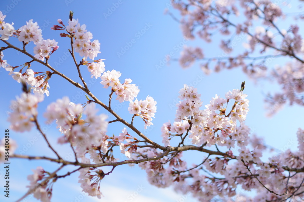青空と桜の枝のアップ