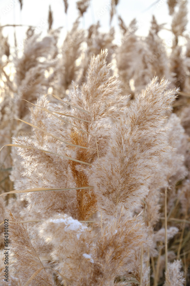 Abstract background reeds frosty winter morning. Abstract background reeds frosty winter morning.