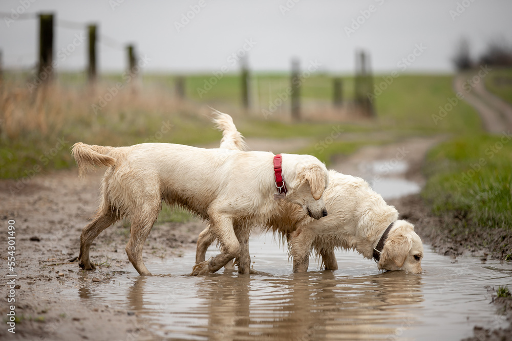 Fototapeta premium Two Labrador dogs run across a green field and play in a puddle