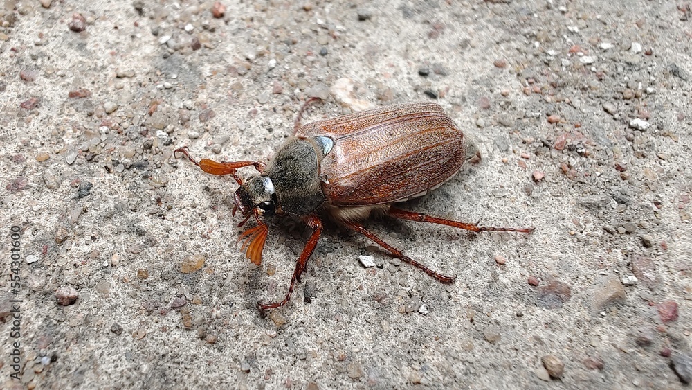 A chafer (Melolontha) crawls on the concrete pavement among small pebbles A chafer (Melolontha) crawls on the concrete pavement among small pebbles