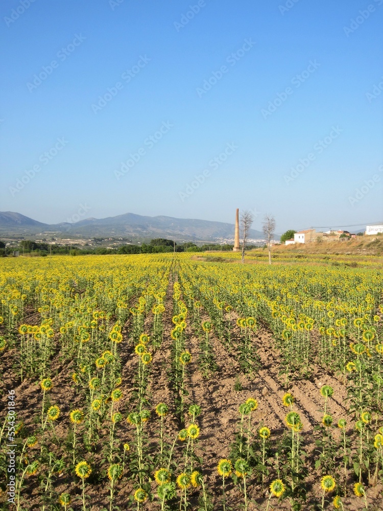 sunflower field Castalla Alicante Spain