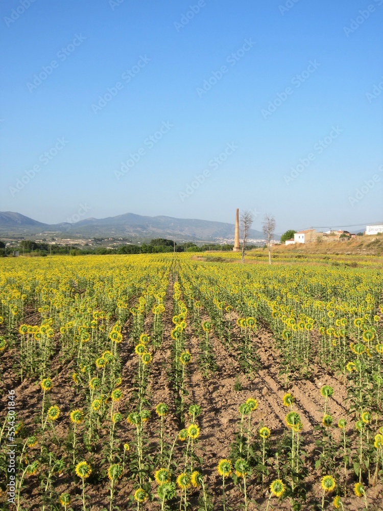 sunflower field Castalla Alicante Spain sunflower field Castalla Alicante Spain