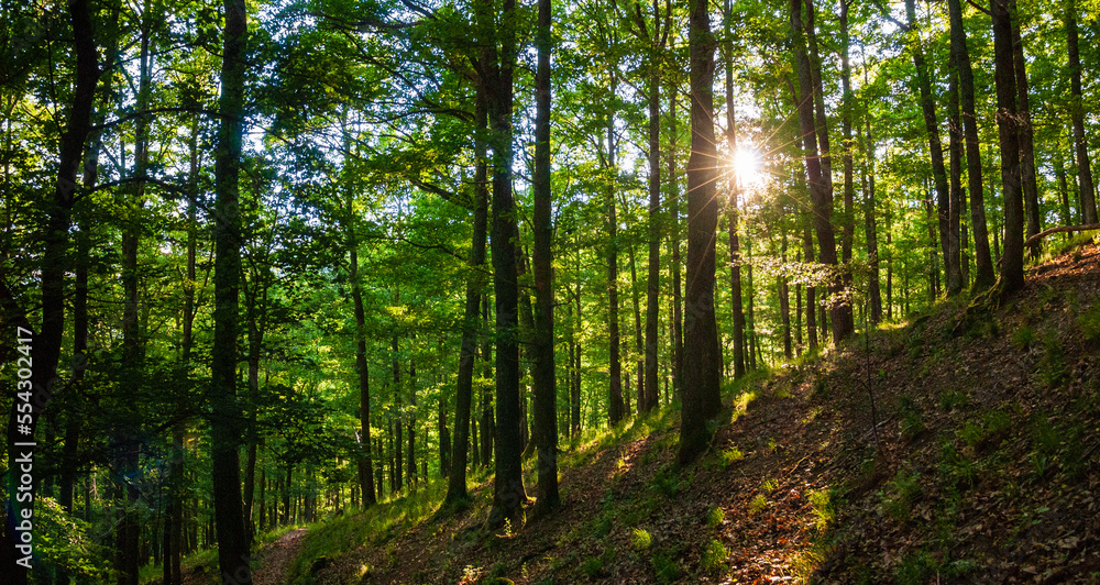 Percé du soleil printanier dans la forêt vosgienne à proximité du Château de Bilstein, massif des Vosges, CEA, Alsace, Grand Est, France