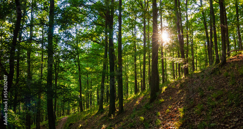 Percé du soleil printanier dans la forêt vosgienne à proximité du Château de Bilstein, massif des Vosges, CEA, Alsace, Grand Est, France