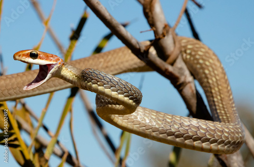 Serpent hunting in the Cerrado