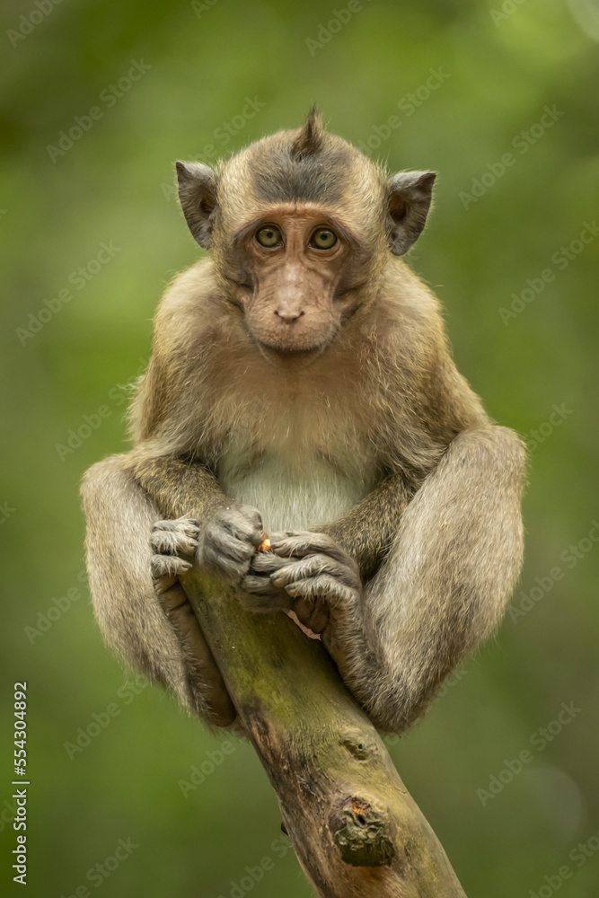 Baby long-tailed macaque (Macaca fascicularis) on stump facing camera; Can Gio, Ho Chi Minh, Vietnam Baby long-tailed macaque (Macaca fascicularis) on stump facing camera; Can Gio, Ho Chi Minh, Vietnam