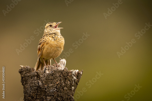 Zitting cisticola (Cisticola juncidis) singing on dead tree stump, Maasai Mara National Reserve; Kenya photo