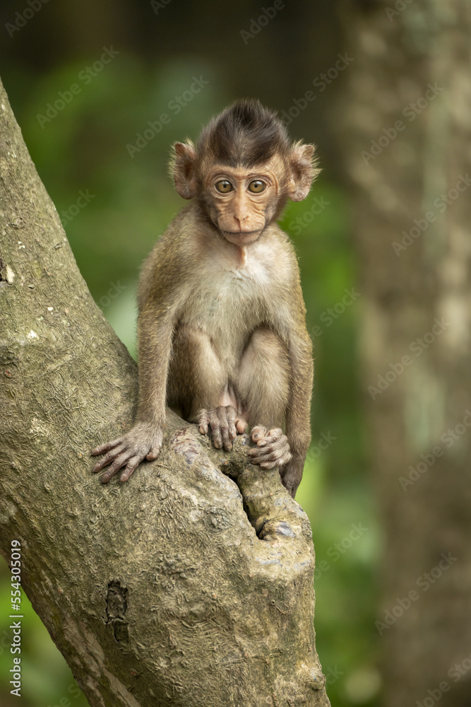 Baby long-tailed macaque (Macaca fascicularis) in a tree facing the camera; Can Gio, Ho Chi Minh, Vietnam Baby long-tailed macaque (Macaca fascicularis) in a tree facing the camera; Can Gio, Ho Chi Minh, Vietnam