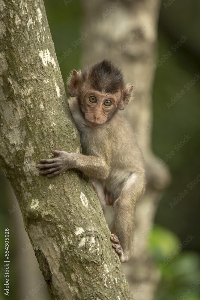 Baby long-tailed macaque (Macaca fascicularis) in a tree facing the camera; Can Gio, Ho Chi Minh, Vietnam Baby long-tailed macaque (Macaca fascicularis) in a tree facing the camera; Can Gio, Ho Chi Minh, Vietnam
