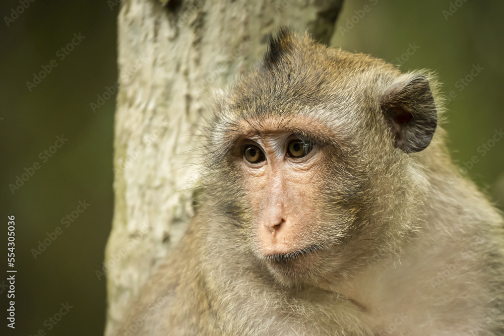 Close-up of long-tailed macaque (Macaca fascicularis) with tree behind; Can Gio, Ho Chi Minh, Vietnam Close-up of long-tailed macaque (Macaca fascicularis) with tree behind; Can Gio, Ho Chi Minh, Vietnam