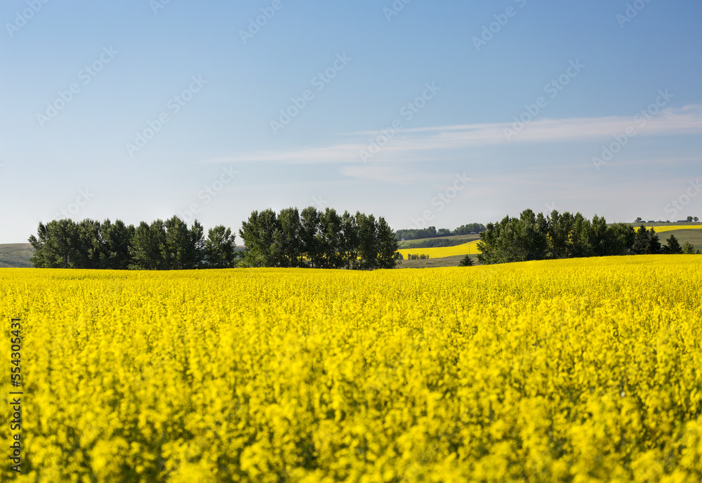 Flowering canola field with trees in the background, rolling hills, blue sky and clouds; Beiseker, Alberta, Canada Flowering canola field with trees in the background, rolling hills, blue sky and clouds; Beiseker, Alberta, Canada