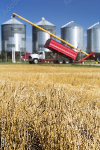 Close-up of golden wheat in a field with grain truck and auger filling large metal grain bins in the background; Acme, Alberta, Canada
