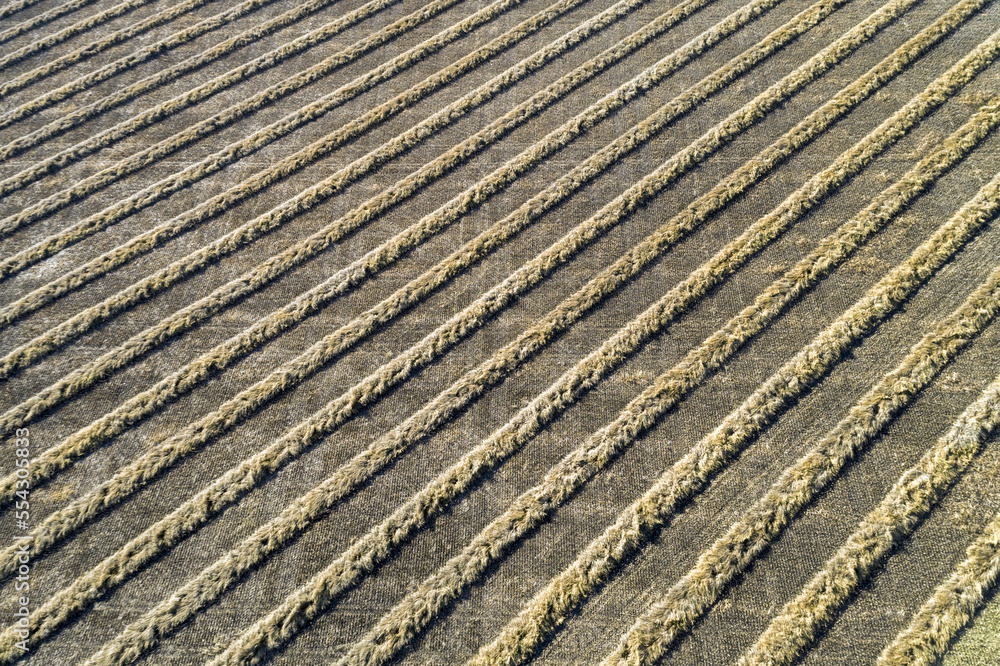 A graphic view of lines of cut canola in a field, West of Beiseker; Alberta, Canada A graphic view of lines of cut canola in a field, West of Beiseker; Alberta, Canada