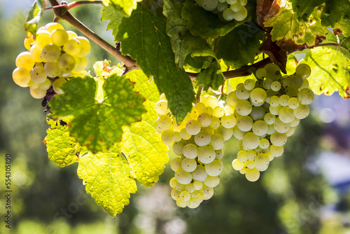 Close-up of a clusters of white grapes hanging from a vine, South of Trier; Germany photo