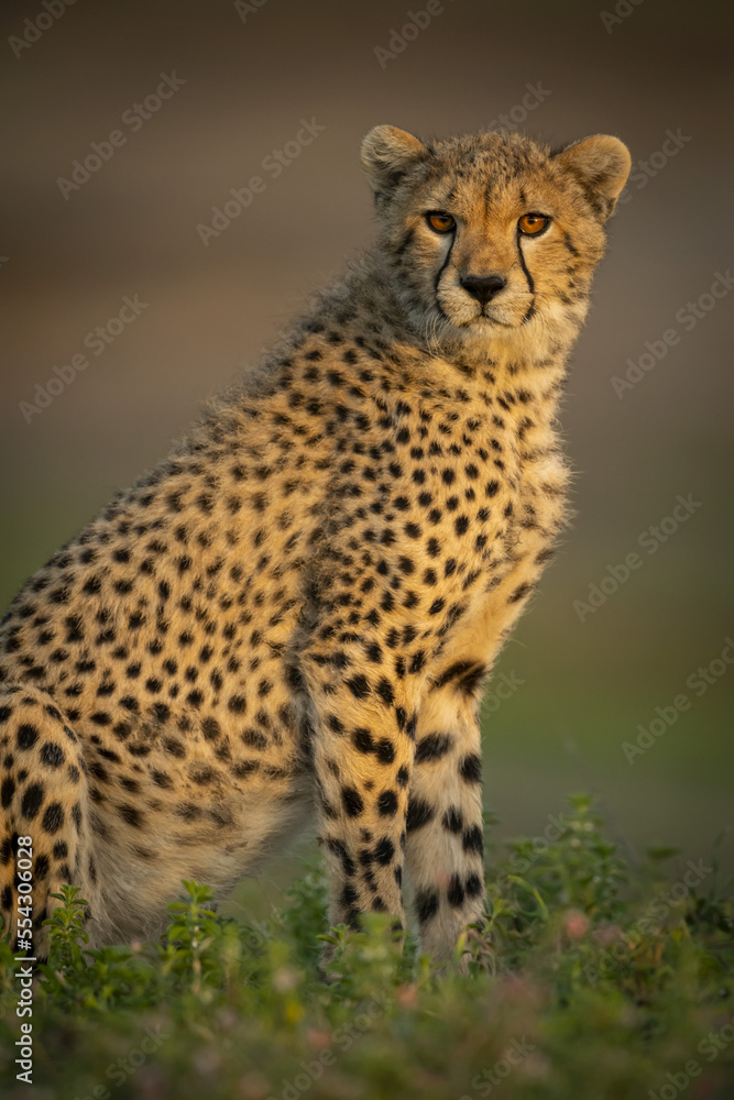 Close-up of Cheetah cub (Acinonyx jubatus) sitting with catchlight, Serengeti National Park; Tanzania