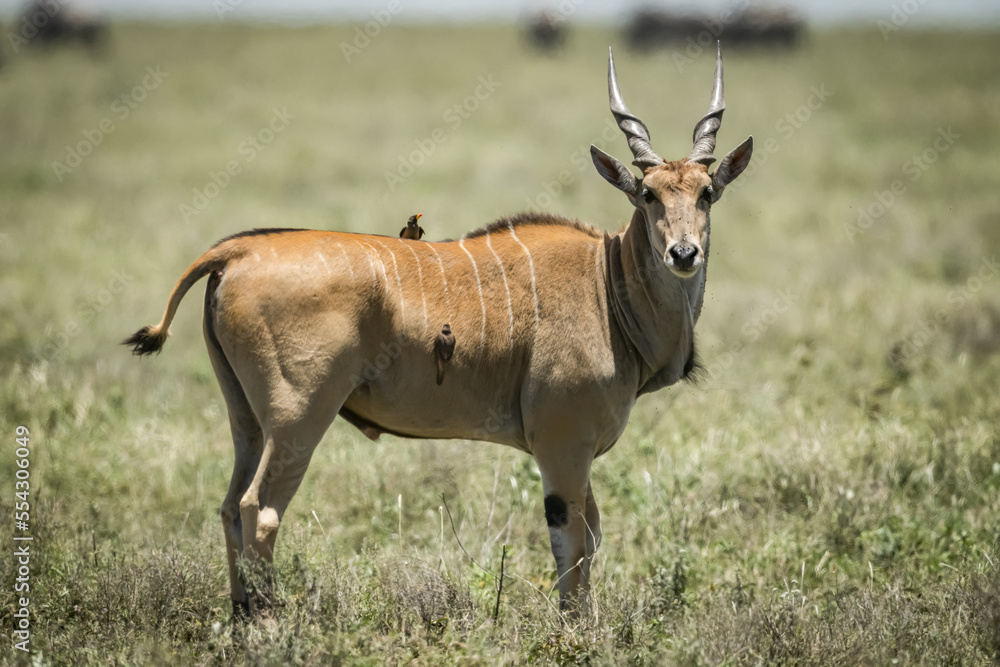 Eland (Taurotragus oryx) stands on profile with a yellow-billed oxpecker (Buphagus africanus), Serengeti National Park; Tanzania Eland (Taurotragus oryx) stands on profile with a yellow-billed oxpecker (Buphagus africanus), Serengeti National Park; Tanzania