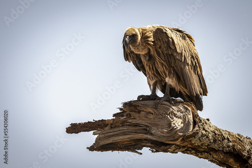 African white-backed vulture (Gyps africanus) looking down from a dead branch, Serengeti National Park; Tanzania photo