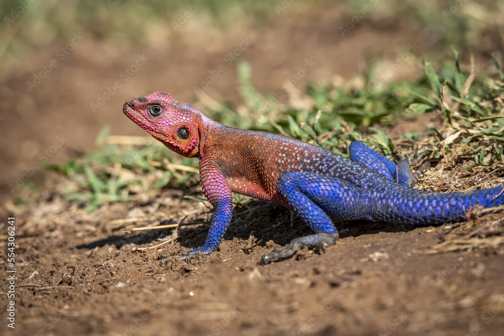 Close-up of Spider-Man agama (Agama mwanzae) crouched on ground, Serengeti National Park; Tanzania Close-up of Spider-Man agama (Agama mwanzae) crouched on ground, Serengeti National Park; Tanzania