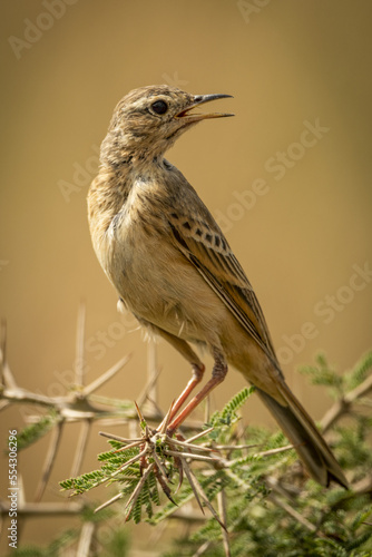 Grassland pipit (Anthus cinnamomeus) on thorny branch turning head, Serengeti National Park; Tanzania photo