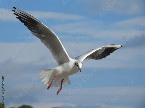 seagull in flight