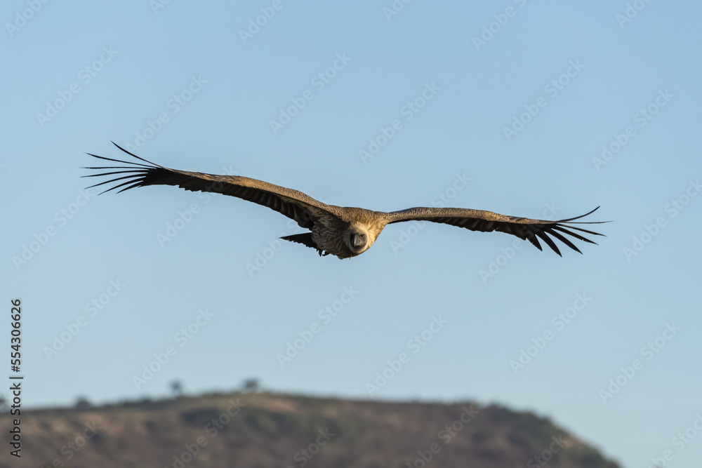 African white-backed vulture (Gyps africanus) soars above grassy ridge, Serengeti; Tanzania African white-backed vulture (Gyps africanus) soars above grassy ridge, Serengeti; Tanzania