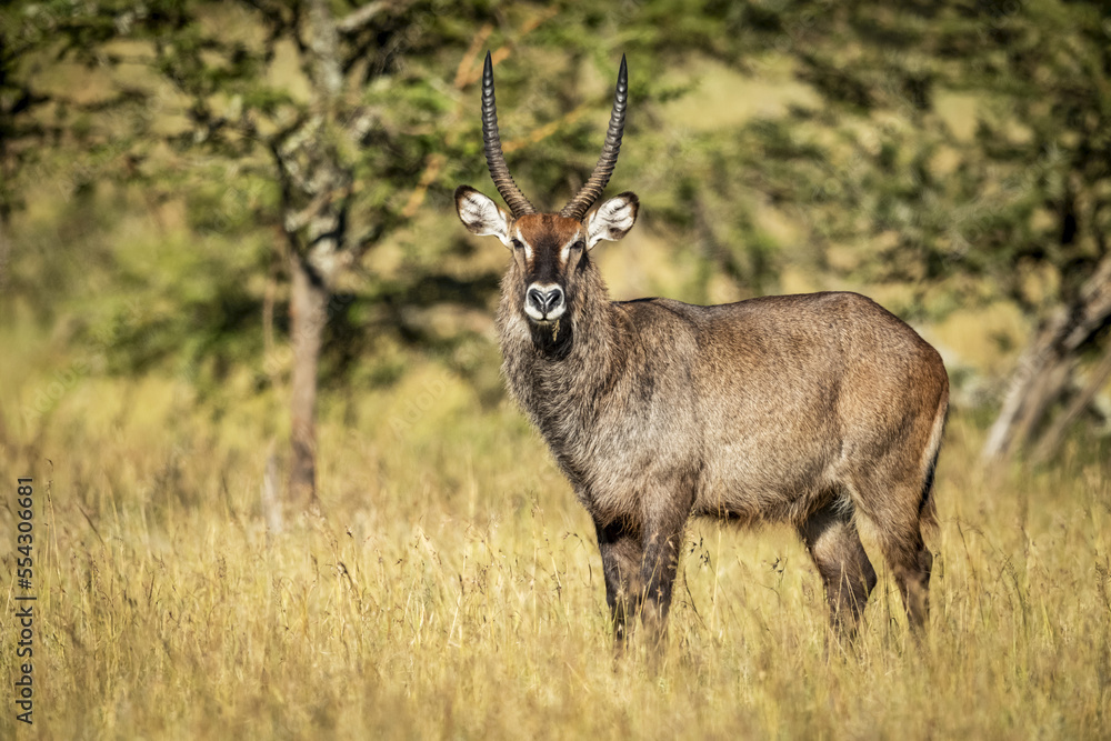 Male Defassa waterbuck (Kobus ellipsiprymnus) in grass eyeing camera, Serengeti; Tanzania Male Defassa waterbuck (Kobus ellipsiprymnus) in grass eyeing camera, Serengeti; Tanzania