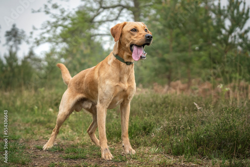 Fox Red Labrador standing in the forest with tongue out