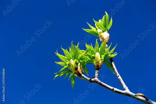 Close-up of first growth buds/leaves on a mountain ash branch with deep blue sky; Calgary, Alberta, Canada