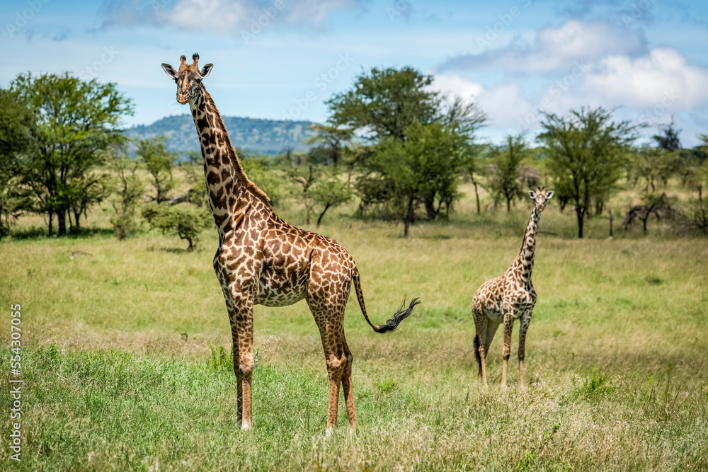Masai giraffe (Giraffa camelopardalis tippelskirchii) stands with calf in savannah, Klein's Camp, Serengeti National Park; Tanzania Masai giraffe (Giraffa camelopardalis tippelskirchii) stands with calf in savannah, Klein's Camp, Serengeti National Park; Tanzania