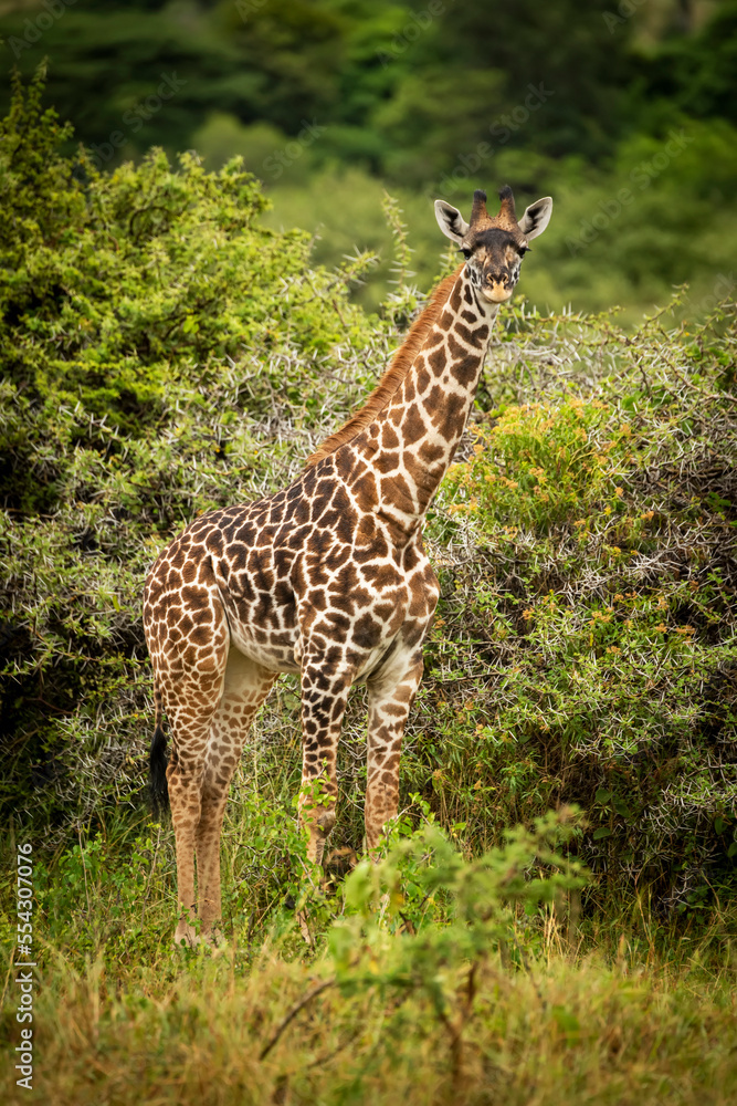Baby Masai giraffe (Giraffa camelopardalis tippelskirchii,) stands looking towards camera, Cottar's 1920s Safari Camp, Maasai Mara National Reserve; Kenya Baby Masai giraffe (Giraffa camelopardalis tippelskirchii,) stands looking towards camera, Cottar's 1920s Safari Camp, Maasai Mara National Reserve; Kenya