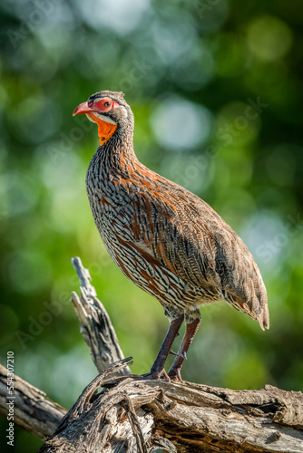 Grey-breasted spurfowl (Francolinus rufopictus) in profile on dead branch, Grumeti Serengeti Tented Camp, Serengeti National Park; Tanzania photo