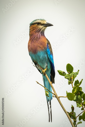 Lilac-breasted roller (Coracias caudatus Linnaeus) on thin branch looking right, Cottar's 1920s Safari Camp, Maasai Mara National Reserve; Kenya photo