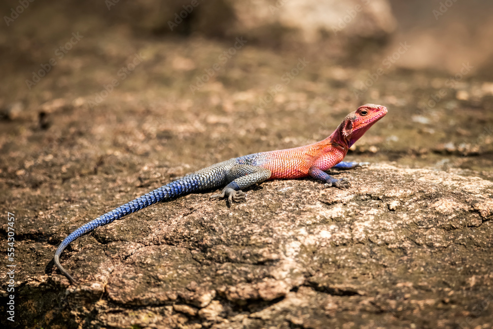 Spider-Man agama (Agama mwanzae) lies on rock in sunshine, Cottar's 1920s Safari Camp, Maasai Mara National Reserve; Kenya Spider-Man agama (Agama mwanzae) lies on rock in sunshine, Cottar's 1920s Safari Camp, Maasai Mara National Reserve; Kenya