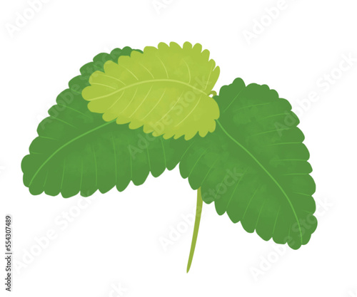 Aromatic herbs. Lemon balm, vervain, linden. illustration. images  isolated