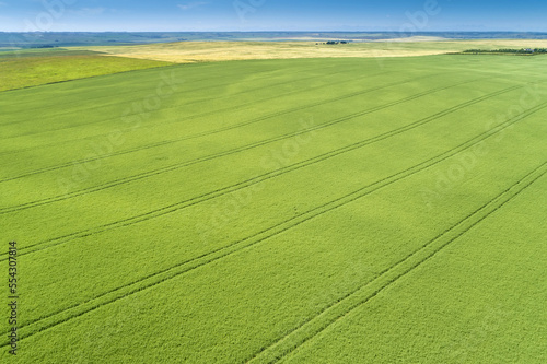 Aerial view of a green barley field with tire lines impressed in the field; Beiseker, Alberta, Canada