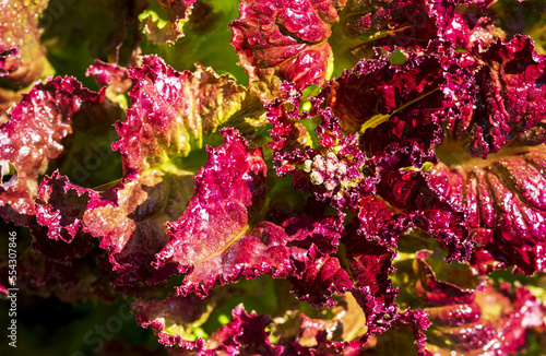 Close-up of red leaved lettuce with water droplets; Calgary, Alberta, Canada photo