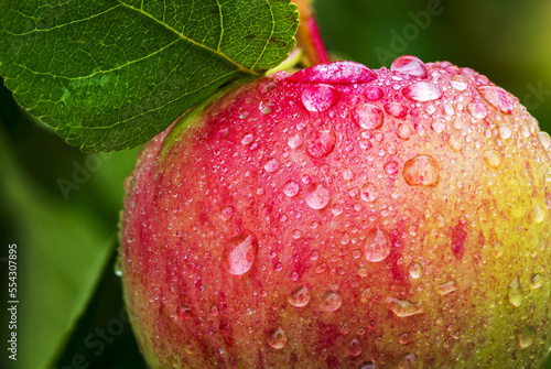 Close-up of an apple on tree branch with water droplets; Calgary, Alberta, Canada photo