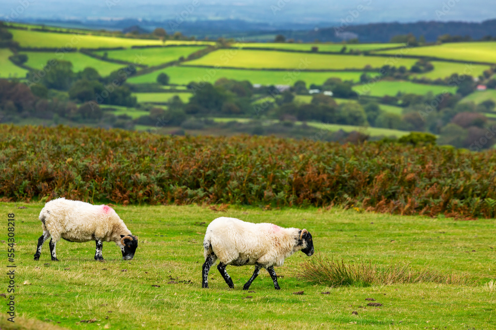 A green meadow with sheep bordered by trees and a patchwork of hilly green meadows in the background; Cornwall County, England A green meadow with sheep bordered by trees and a patchwork of hilly green meadows in the background; Cornwall County, England