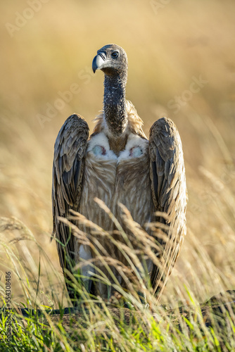 Portrait of backlit African white-backed vulture (Gyps africanus) standing in the grass; Tanzania photo