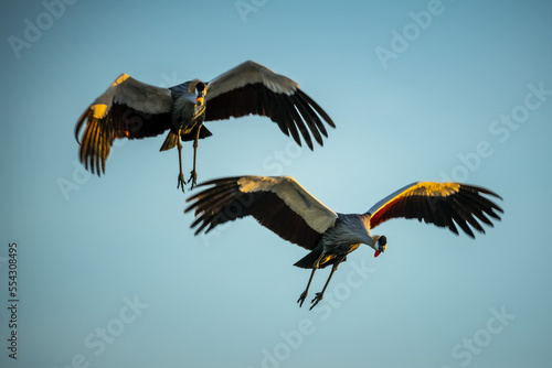Two grey crowned cranes (Balearica Regulorum) flying against blue sky and reflecting the golden sunlight; Tanzania photo