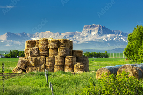 Covered hay rolls next to a stack of square hay bales in a grassy field with a blue sky and the Rocky Mountains in the distance; South of Hill Spring, Alberta, Canada photo