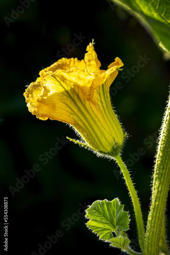 Close up of kabocha squash blossom on the vine in a garden glowing from the sun's light; Calgary, Alberta, Canada photo