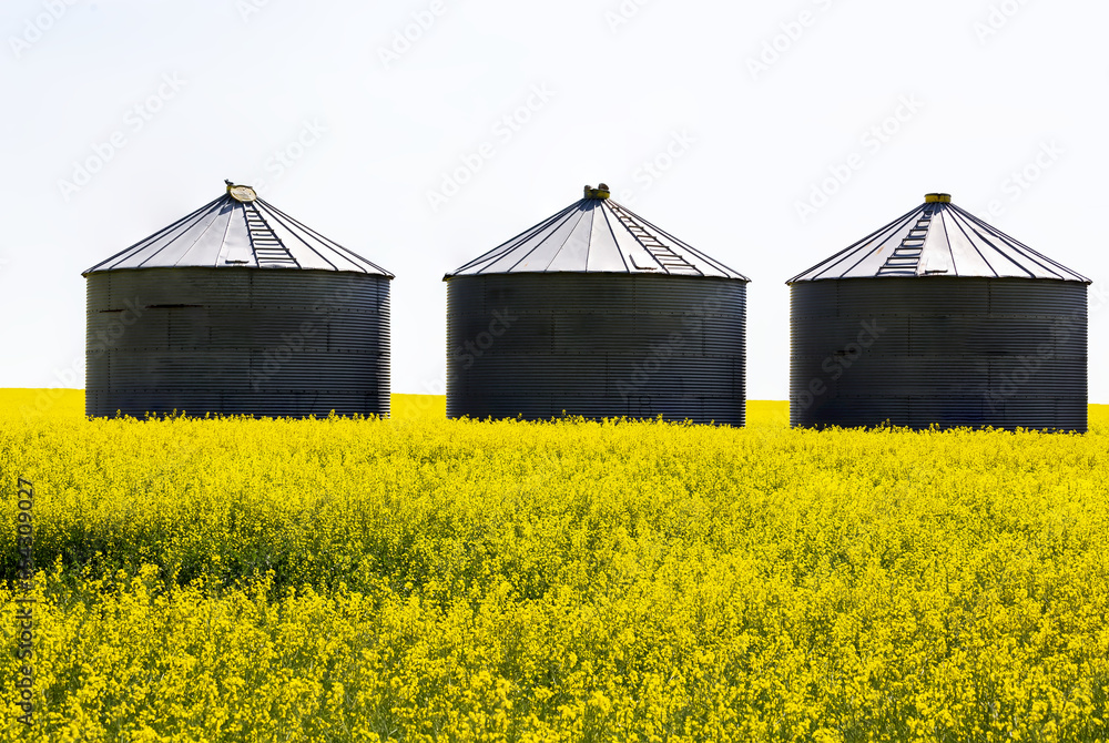 Three large metal grain storage bins in the middle of a flowering canola field with a blown-out sunny sky; East of Calgary, Alberta, Canada Three large metal grain storage bins in the middle of a flowering canola field with a blown-out sunny sky; East of Calgary, Alberta, Canada