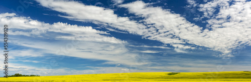 Panorama of a flowering canola field with long dramatic clouds and blue sky; North of Calgary, Alberta, Canada photo