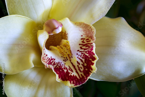 Close up of an orchid flower; Calgary, Alberta, Canada photo