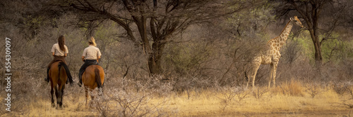 View taken from behind of two women riding horses following a Southern giraffe (Giraffa camelopardalis angolensis) through the bush at the Gabus Game Ranch; Otavi, Otjozondjupa, Namibia photo