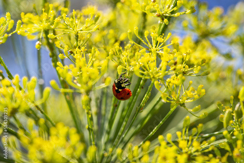 Close-up of a yellow flowering dill plant (Anethum graveolens) with a ladybug (Coccinellidae); Calgary, Alberta, Canada photo