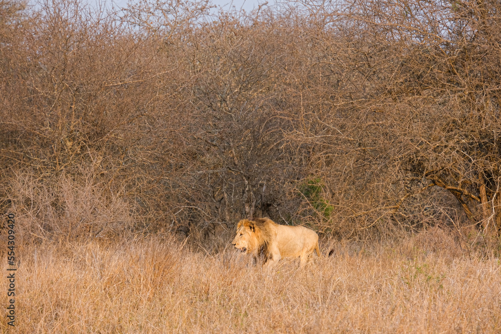 Naklejka premium Beautiful family of lions in the bush of the Kruger National Park during the sunset time in africa