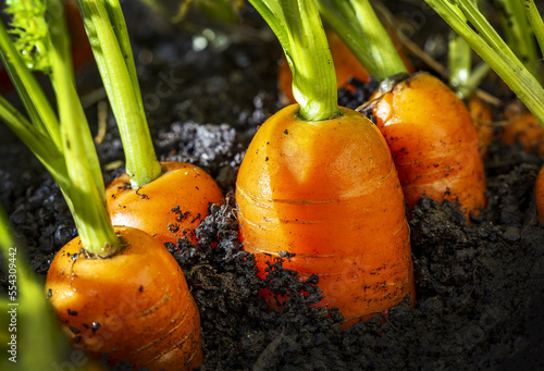 Extreme close up of carrot heads in a garden with dark soil; Calgary, Alberta, Canada