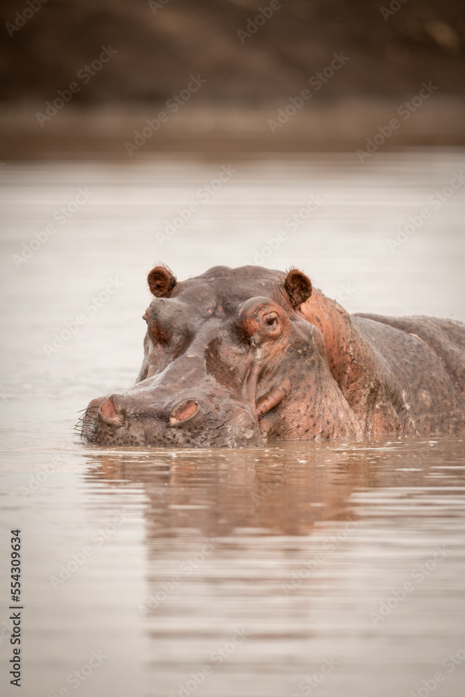 Close-up of hippo (Hippopotamus amphibius) watching camera from waterhole; Narok, Masai Mara, Kenya Close-up of hippo (Hippopotamus amphibius) watching camera from waterhole; Narok, Masai Mara, Kenya